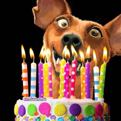 happy birthday dogs gif|More.